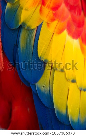 Red Yellow Blue Parrot Feathers 