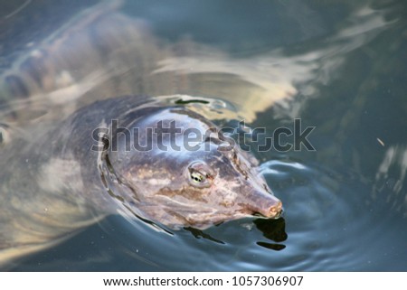 Snapping Turtle in Water