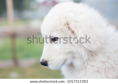 Profile Portrait of a cute maremmano sheepdog puppy sitting outside in summer. Close-up image of lovely white maremma puppy