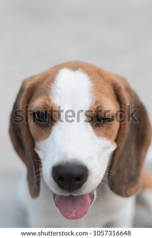 Winking beagle.close-up shot Royalty-Free Stock Photo #1057316648