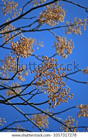 YELLOW SYRINGA TREE SEEDS AGAINST A BLUE SKY