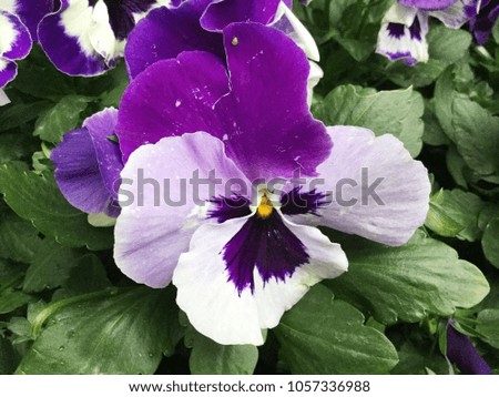 Pansy flowers or pansies blooming in the garden