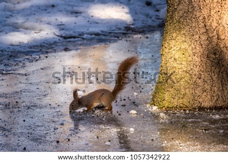 Panoramic winter landscape. Squirrel on the snow in forest with inclined trees, Minsk, Belarus.