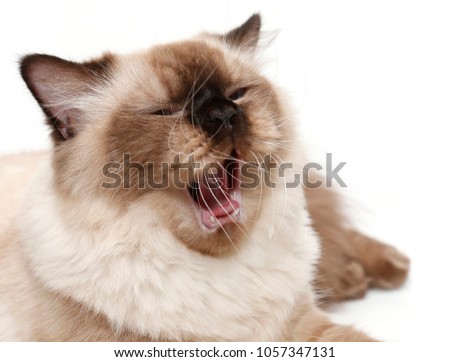 Persian cat, 7 months old on White Background,