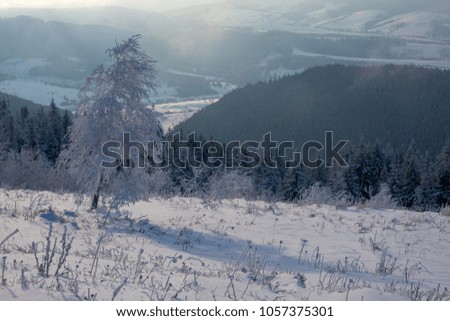 Mountains of the Carpathians in winter. Scenic image of spruces tree. Frosty day, calm wintry scene. Beautiful winter landscape in the Carpathian mountains. Carpathians mountain, Ukraine, Europe.