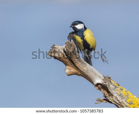 Small and colorful Great tit (Parus major) sitting on a branch in spring. Selective focus