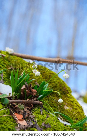 Snowdrops in snow in the forest