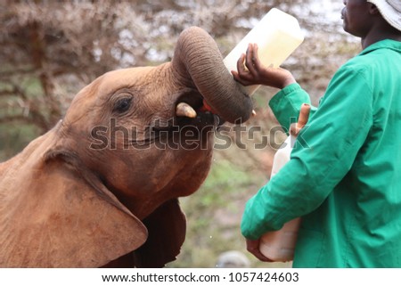 Baby elephant drinking milk from the bottle in the David Sheldrick Orphanage, Nairobi, Kenya Royalty-Free Stock Photo #1057424603