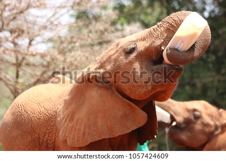 Baby elephant drinking milk from the bottle in the David Sheldrick Orphanage, Nairobi, Kenya Royalty-Free Stock Photo #1057424609