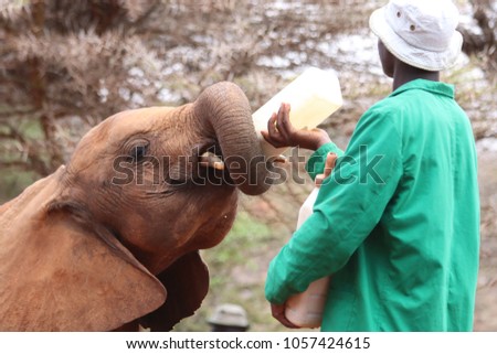 Baby elephant drinking milk from the bottle in the David Sheldrick Orphanage, Nairobi, Kenya Royalty-Free Stock Photo #1057424615