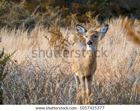 Roe deer in the spring , wild animal in the nature habitat