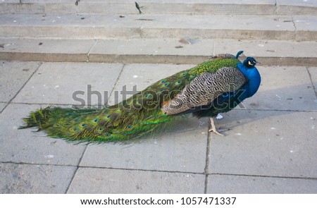 A beautiful peacock walks around the park
