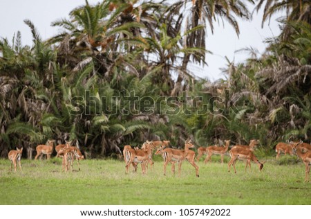Herd of antelope on african savannah