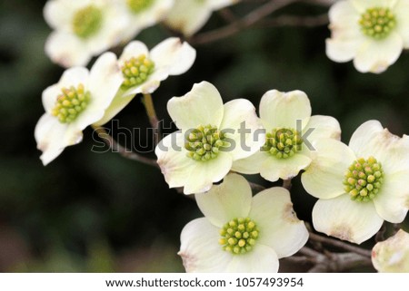 Dogwood Flowers - Photograph of white springtime Dogwood Tree flowers.  Selective focus on the center of the image. 