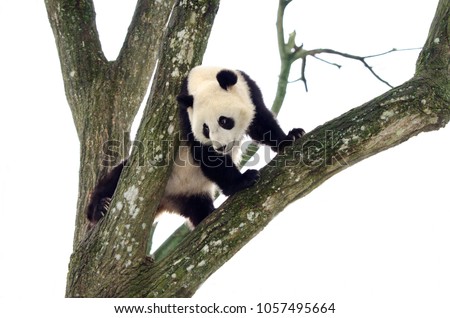 Giant Panda Climbing a Tree, Szechuan, China. White Sky Background