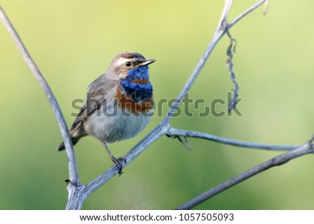 Bluethroat (Luscinia svecica). Wild bird in a natural habitat. Wildlife Photography. Russia. Russia, the Ryazan region (Ryazanskaya oblast), the Pronsky District.