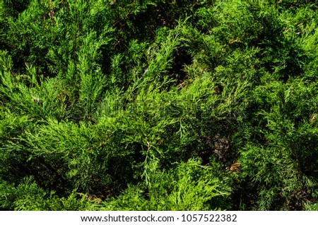 Thuja bushes in a city park on spring