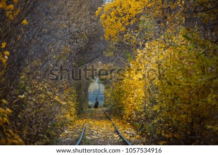 Railway or tramway track near beautiful autumn warm dry city park, bright warm fall colors, yellow leaves