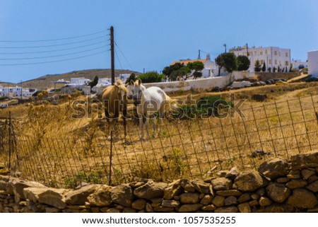 Beautiful wild horses grazing in cycladic island of Kythnos in Greece