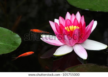 Pink Water Lily and Gold Fish