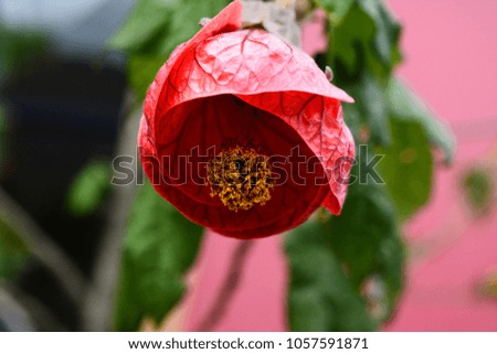 Cup Of Red Flower