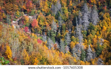 Hillside of fall color off the Blue Ridge Parkway in autumn
