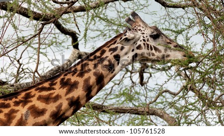 Maasai giraffes in the Crater Ngorongoro National Park, Tanzania