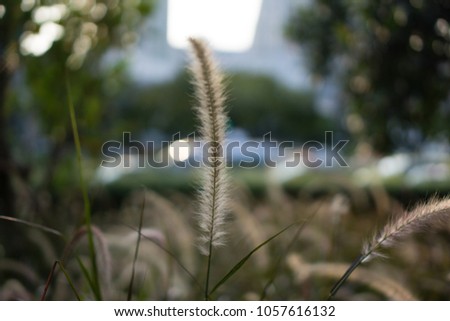 Poaceae grass flower background in sunshine