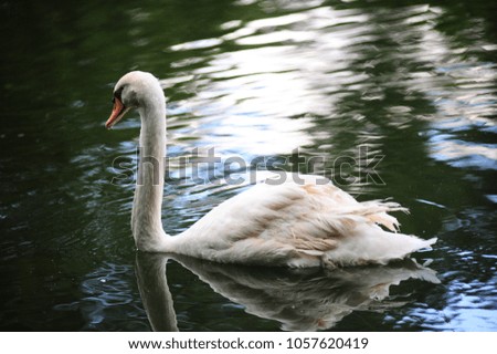 a white swan simming in a lake