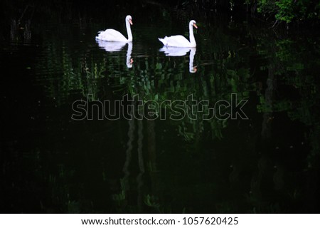 a pair of white swans swimming with reflections on a calm lake