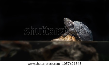 Turtle climbing up a rock