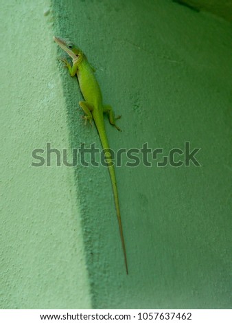Green lizard salamander on a green wall in Cuba 