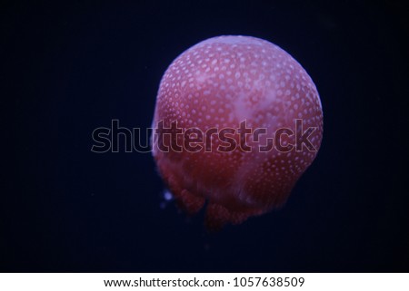 Jelly fish. pink