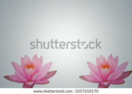 Closeup,beautiful pink lotus flower isolated on white background 