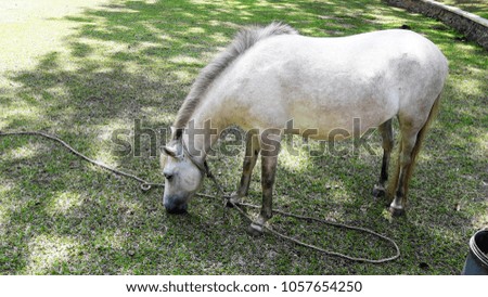 White horse in green field