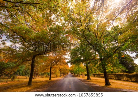 Beautiful Trees in Autumn Lining Street in Macedon, Victoria. 