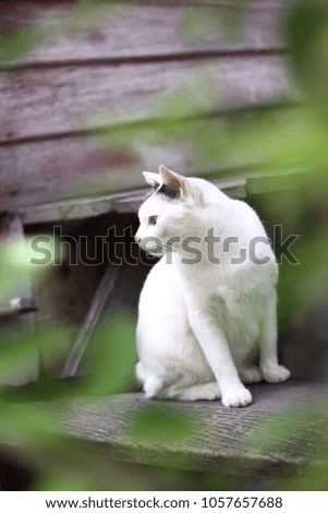 A cute black and white cat sitting on a wooden terrace.Outdoor life of domestic cat.