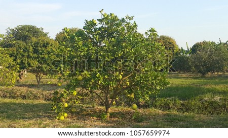 grapefruit tree in the garden Royalty-Free Stock Photo #1057659974