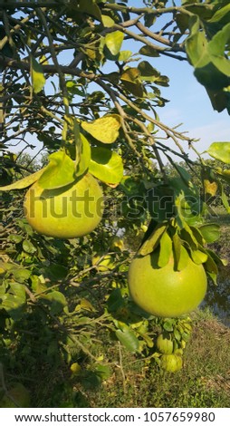 grapefruit tree in the garden Royalty-Free Stock Photo #1057659980