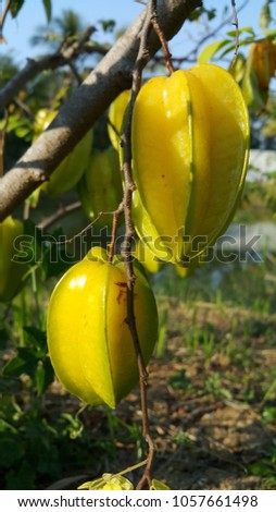 Star fruit on the tree Royalty-Free Stock Photo #1057661498