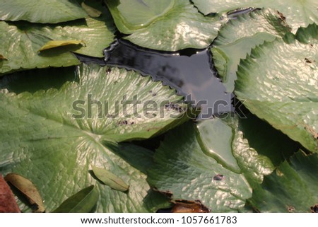 Lotus leaves in a bright green river.