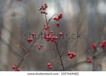 Sorbus (European rowan)