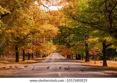Ducks Crossing Road Lined With Beautiful Autumnal Trees 