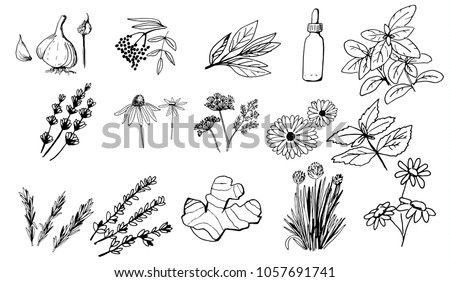 Herbs and medicinal plants collection. Vector hand drawn isolated objects on white Royalty-Free Stock Photo #1057691741