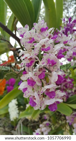 
White mix violet orchid flower (Rhynchostylis gigantea) Royalty-Free Stock Photo #1057706990