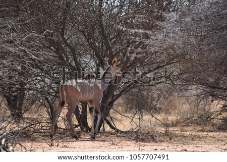 Kudu at Erindi Private Game reserve, Namibia, africa