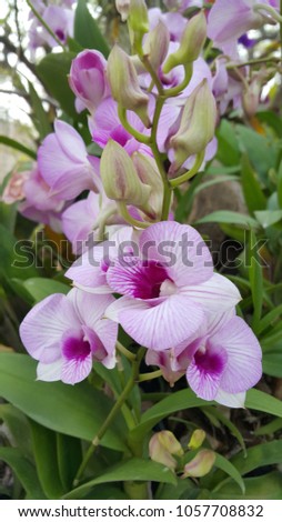 White mix violet cooktown orchid Royalty-Free Stock Photo #1057708832