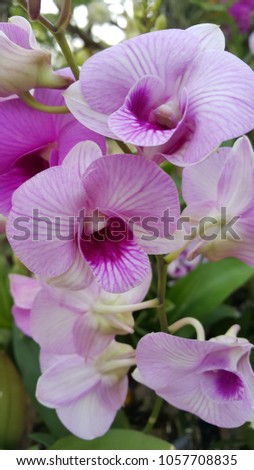 White mix violet cooktown orchid Royalty-Free Stock Photo #1057708835
