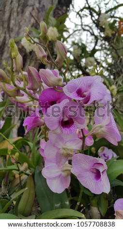 White mix violet cooktown orchid Royalty-Free Stock Photo #1057708838