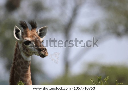 baby giraffe exploring